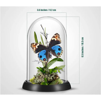 Junonia Butterfly Diorama