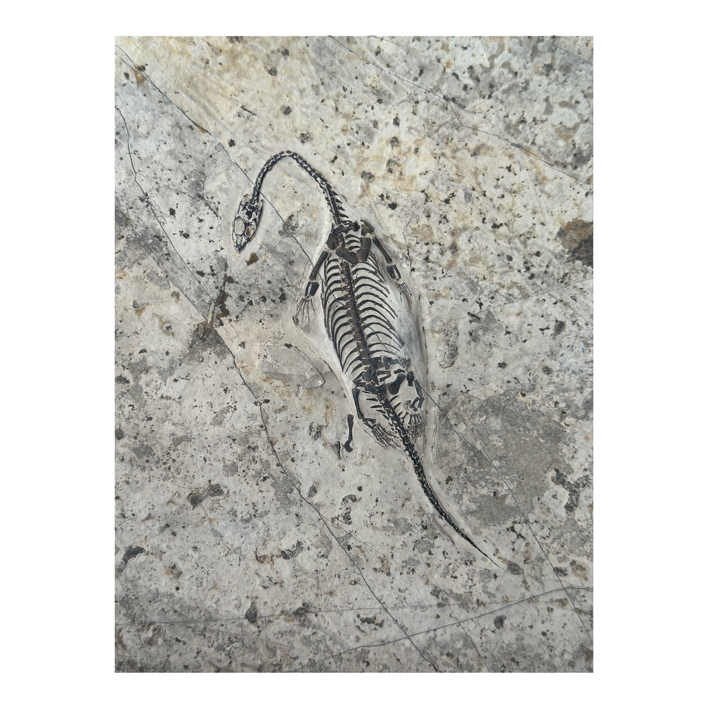 Keichousaurus Fossil
