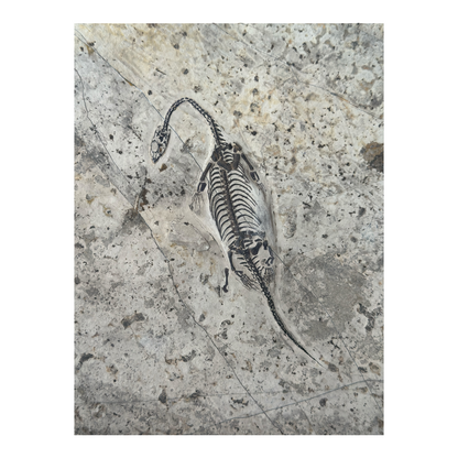 Keichousaurus Fossil