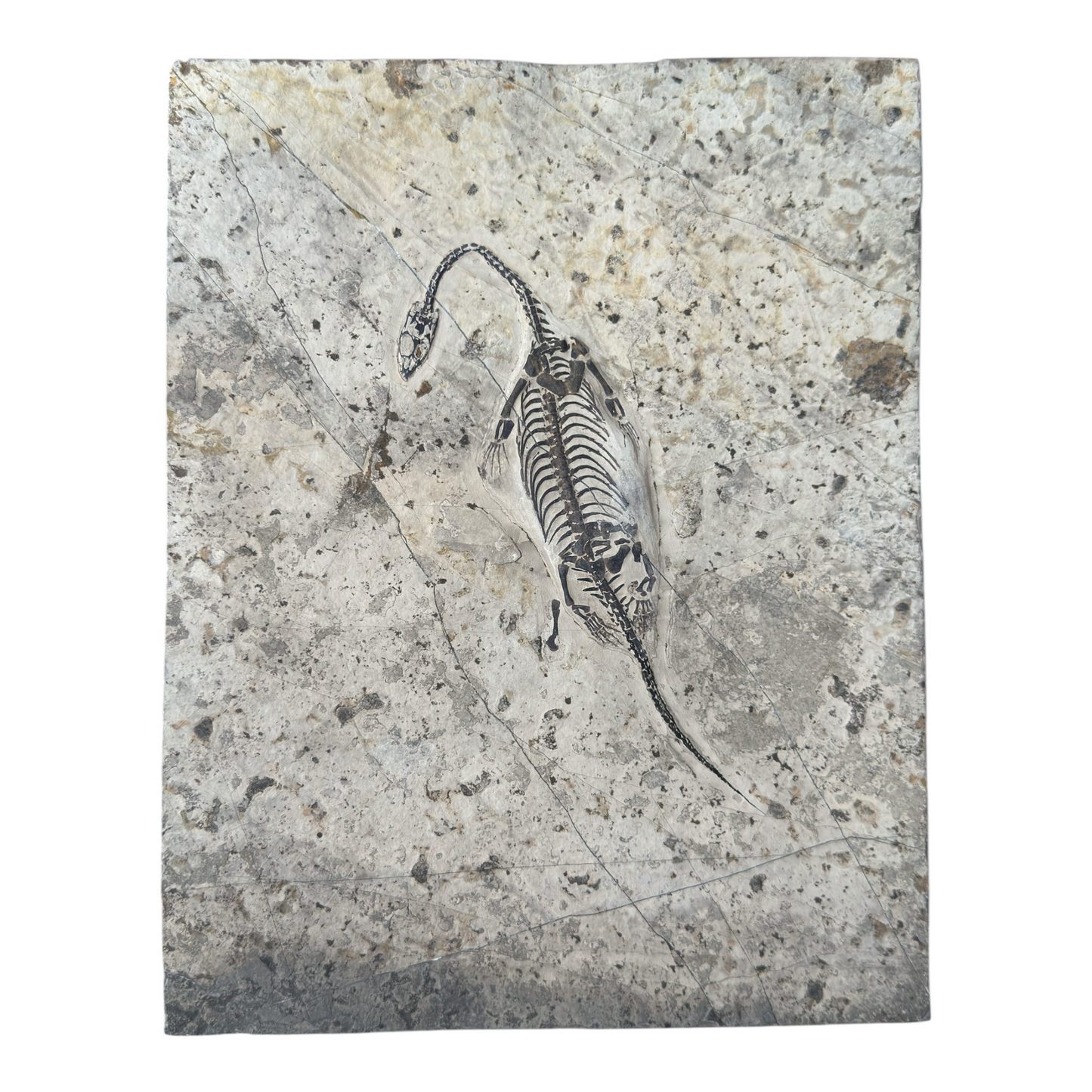 Keichousaurus Fossil