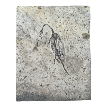 Keichousaurus Fossil