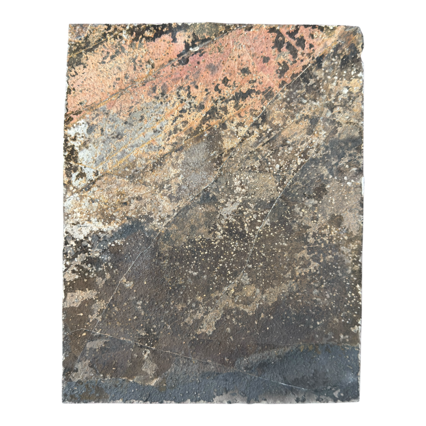 Keichousaurus Fossil