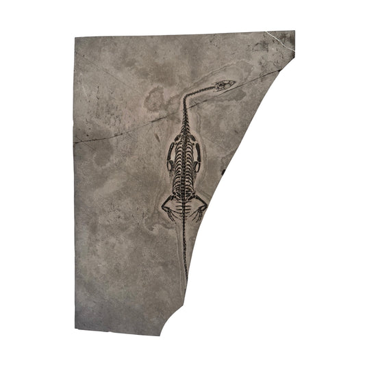 Keichousaurus Fossil