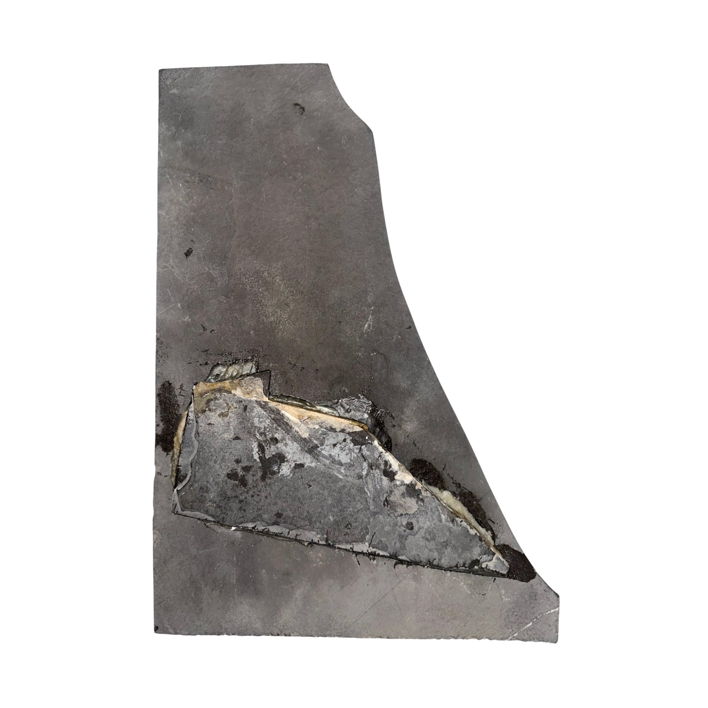 Keichousaurus Fossil