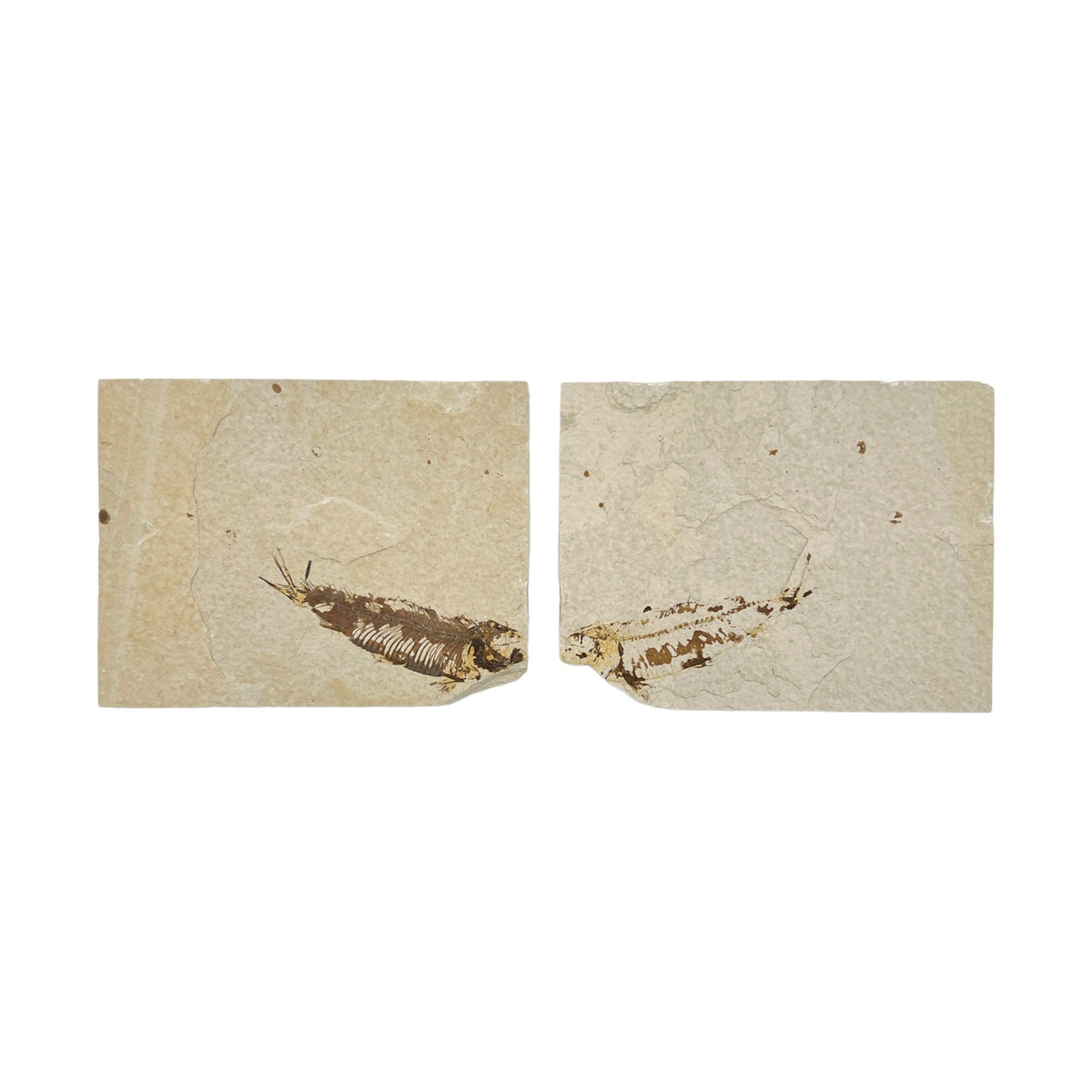 Fossil Fish Plates (Knightia from Green River Formation, Positive/Negative Imprints)