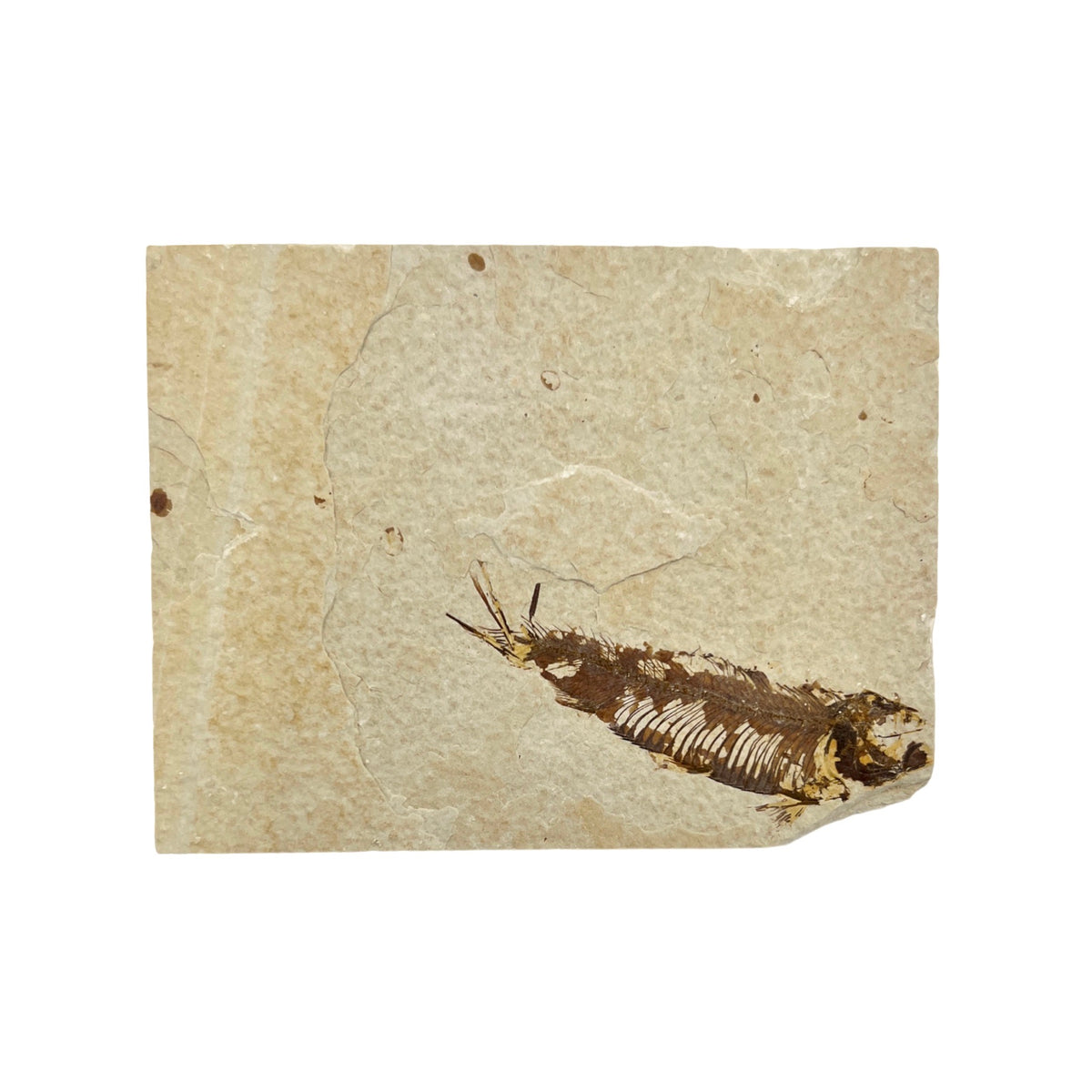 Fossil Fish Plates (Knightia from Green River Formation, Positive/Negative Imprints)