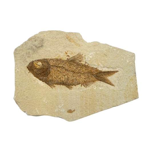 Fossil Fish Plate (Knightia from Green River Formation, M)