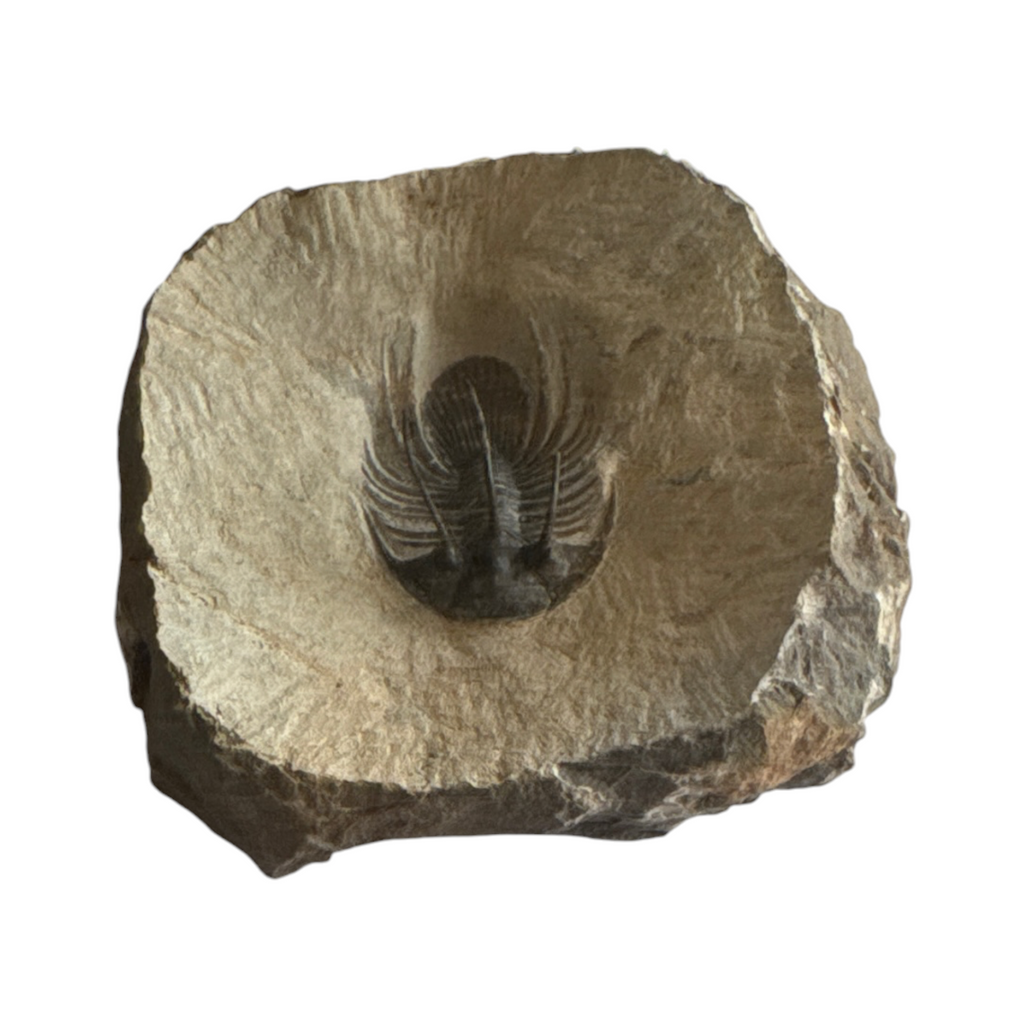 Kolihapeltis chlupaci Trilobite