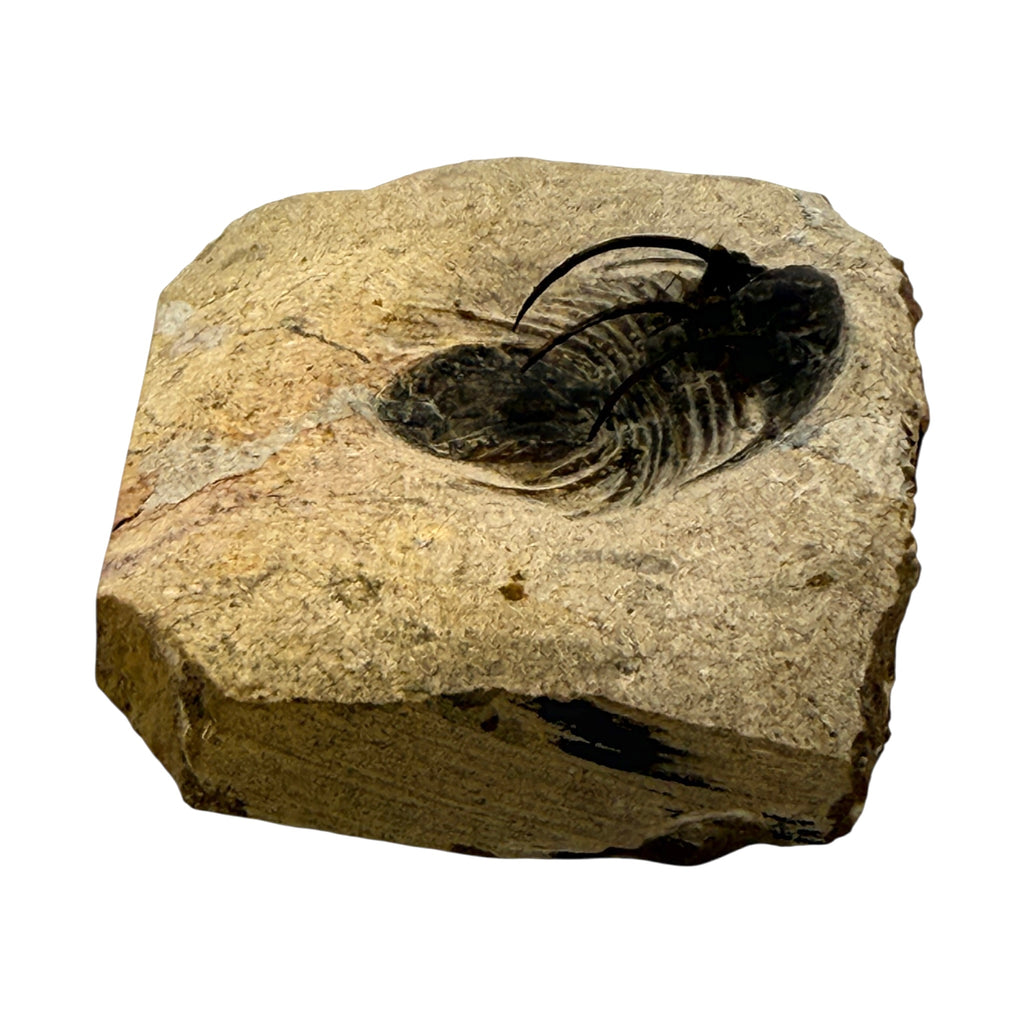 Kolihapeltis chlupaci Trilobite
