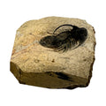 Kolihapeltis chlupaci Trilobite