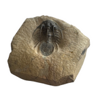 Kolihapeltis chlupaci Trilobite