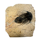 Kolihapeltis chlupaci Trilobite