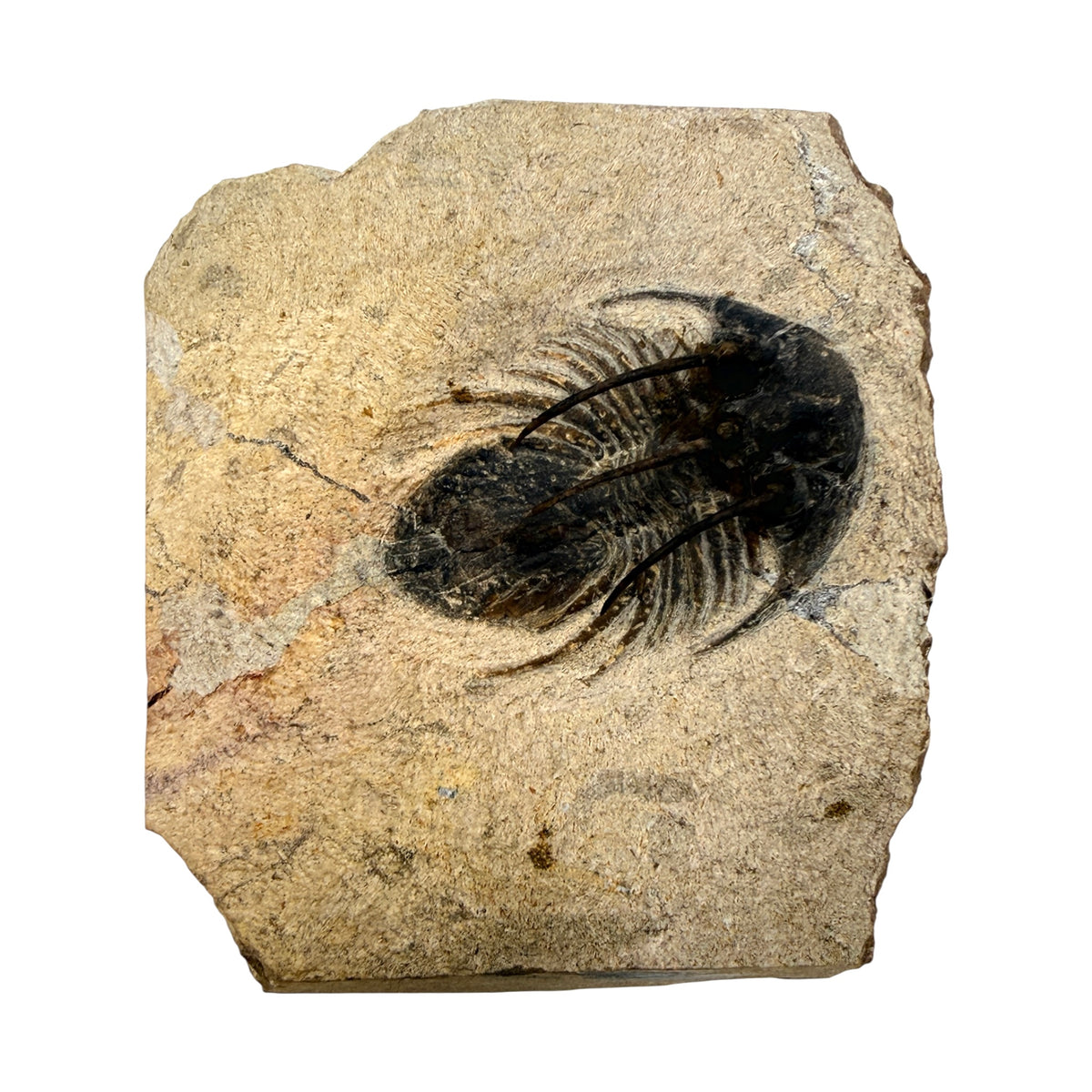 Kolihapeltis chlupaci Trilobite