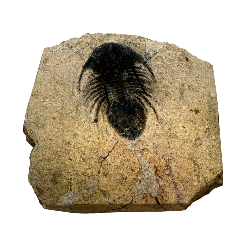 Kolihapeltis chlupaci Trilobite