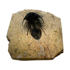 Kolihapeltis chlupaci Trilobite