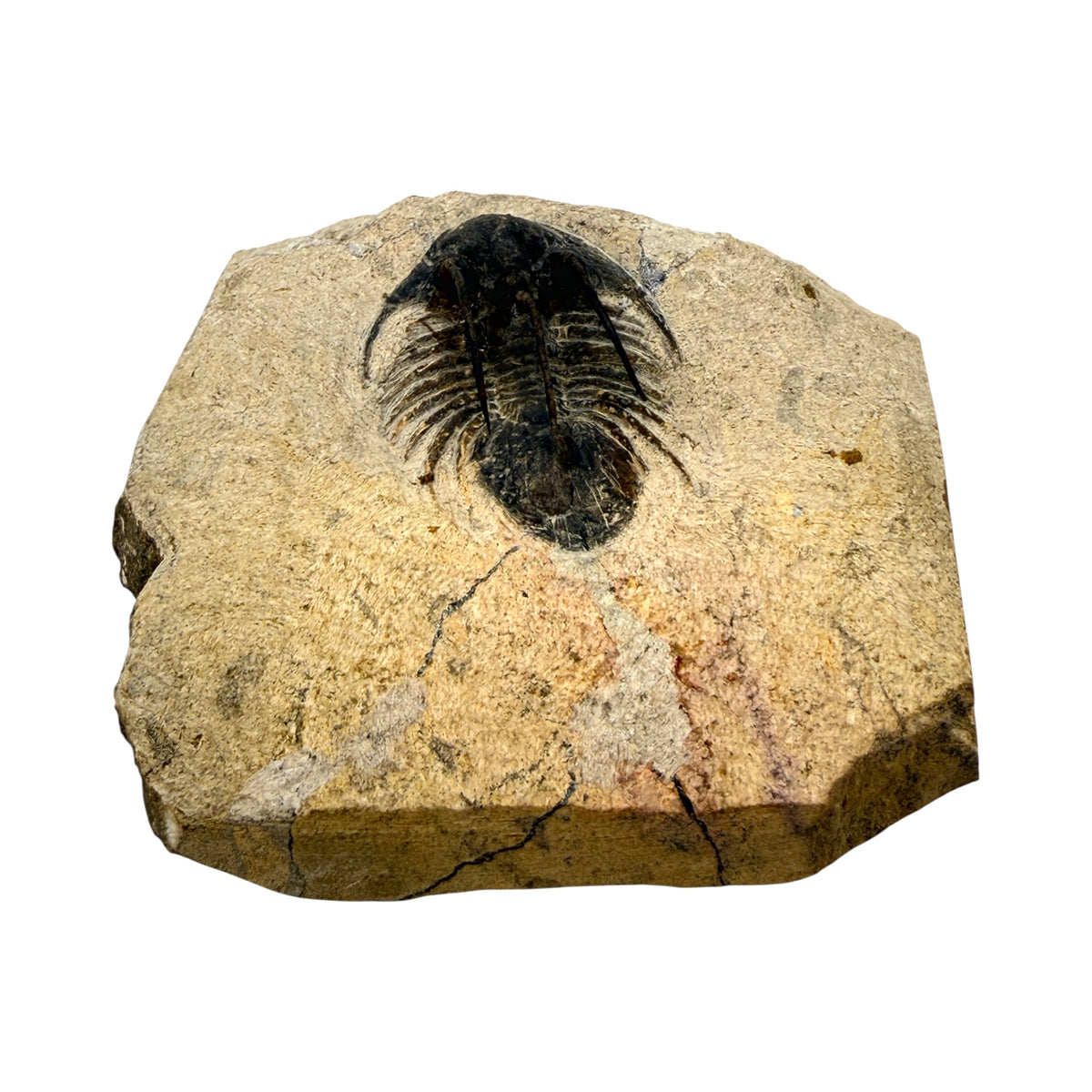 Kolihapeltis chlupaci Trilobite