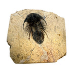 Kolihapeltis chlupaci Trilobite