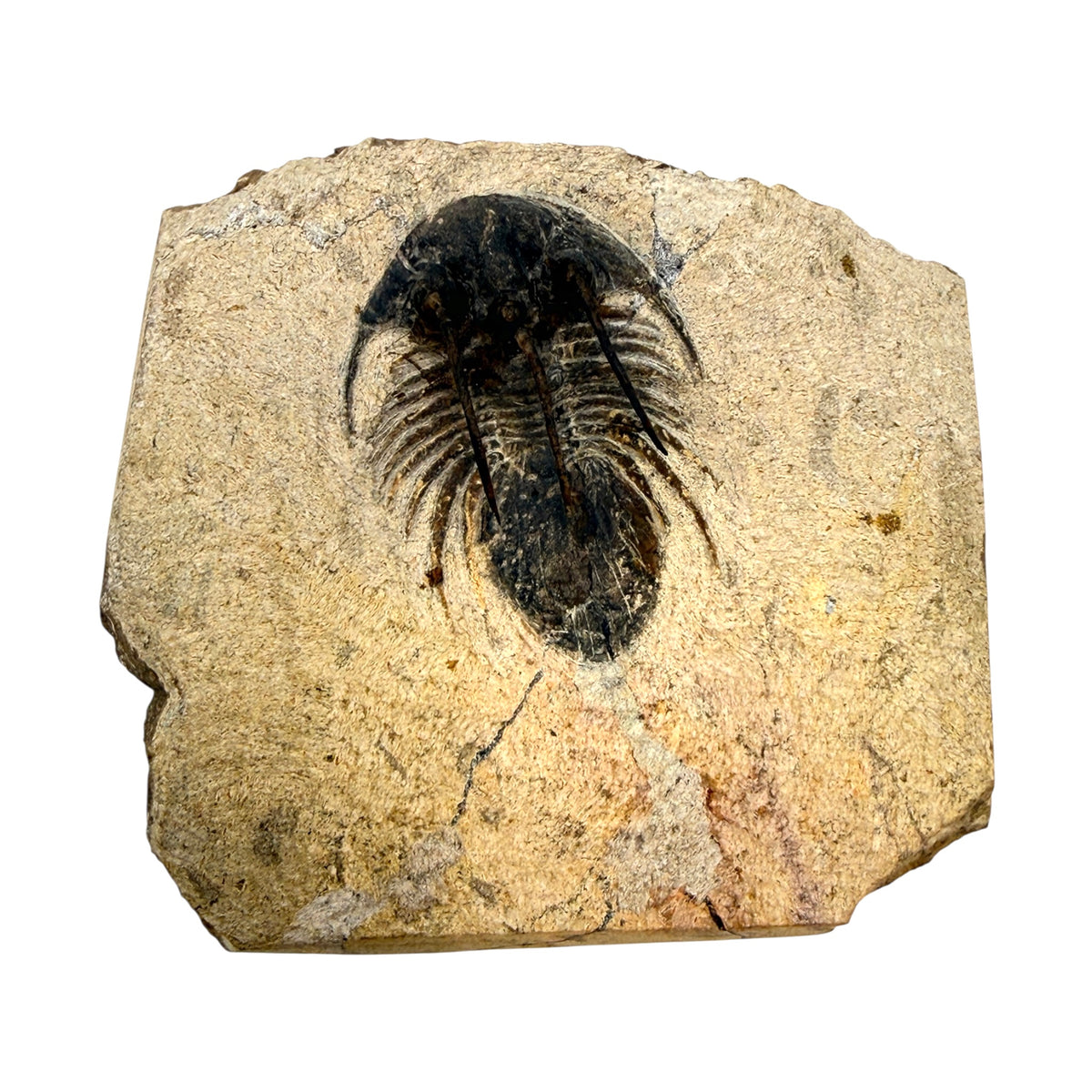 Kolihapeltis chlupaci Trilobite
