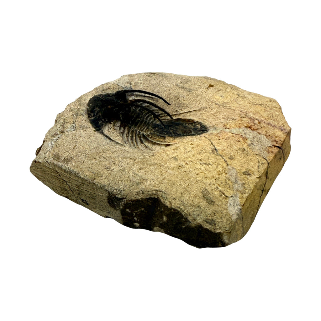 Kolihapeltis chlupaci Trilobite