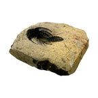 Kolihapeltis chlupaci Trilobite