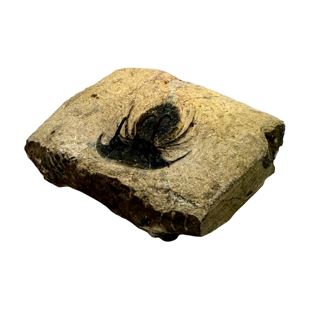 Kolihapeltis chlupaci Trilobite