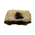 Kolihapeltis chlupaci Trilobite