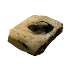 Kolihapeltis chlupaci Trilobite
