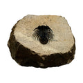 Kolihapeltis chlupaci Trilobite