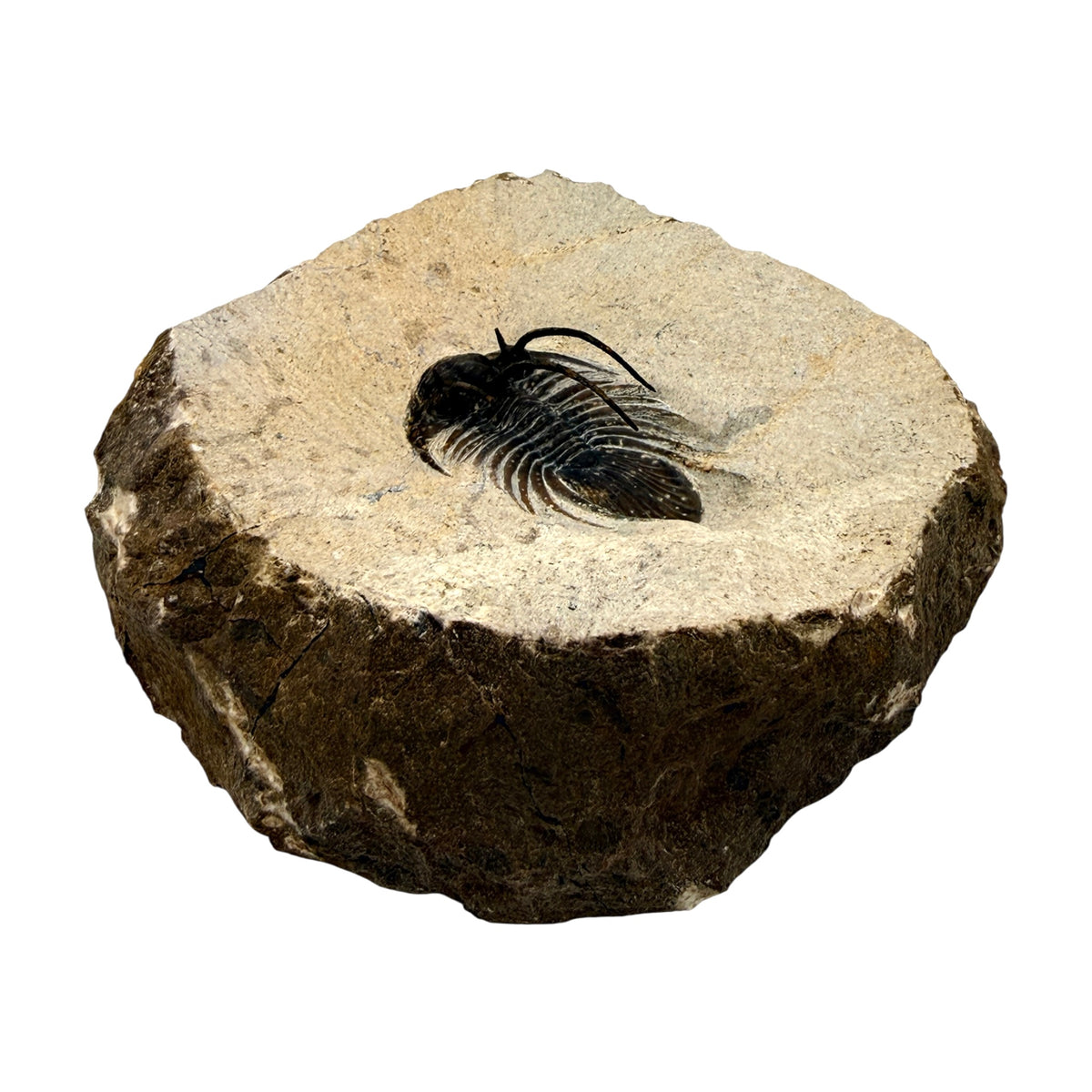Kolihapeltis chlupaci Trilobite