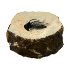 Kolihapeltis chlupaci Trilobite