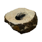 Kolihapeltis chlupaci Trilobite