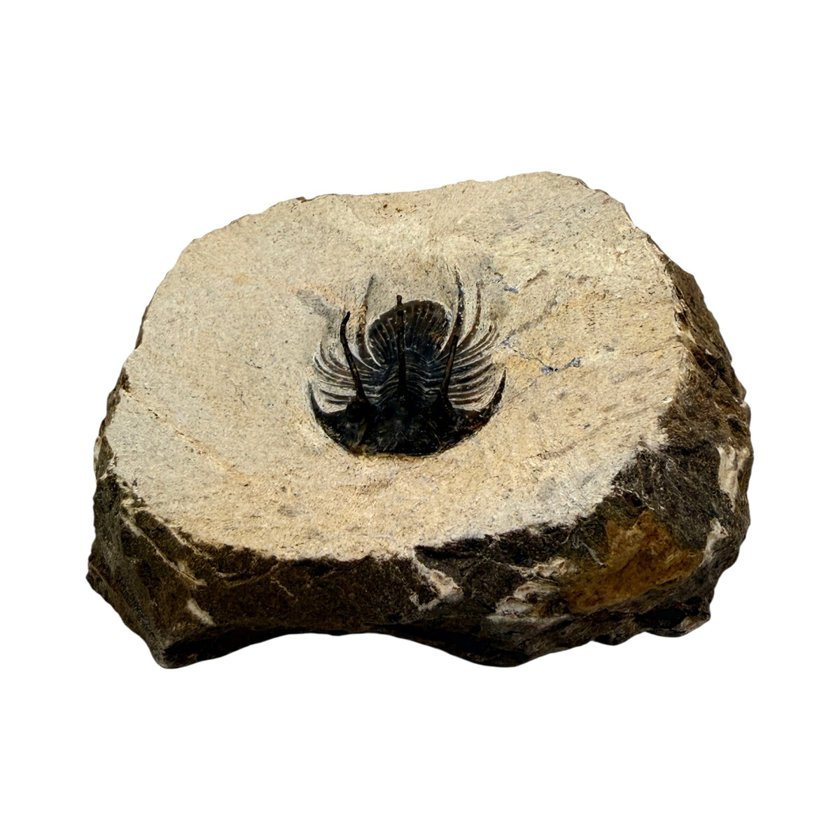 Kolihapeltis chlupaci Trilobite