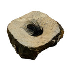 Kolihapeltis chlupaci Trilobite