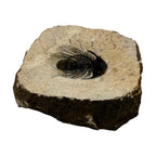 Kolihapeltis chlupaci Trilobite