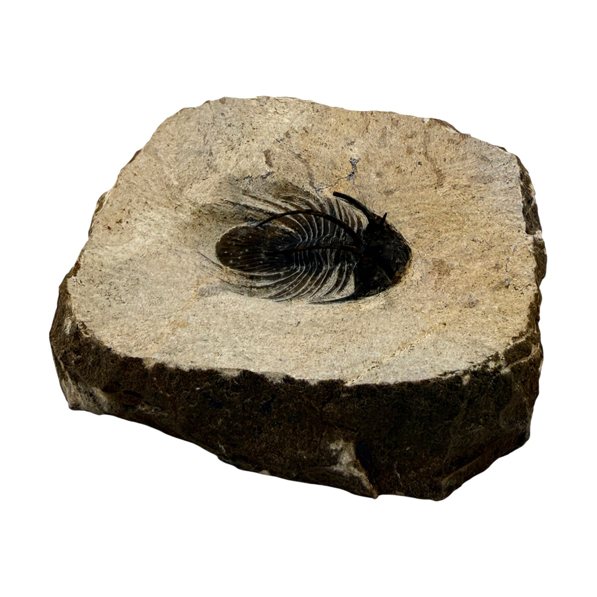 Kolihapeltis chlupaci Trilobite