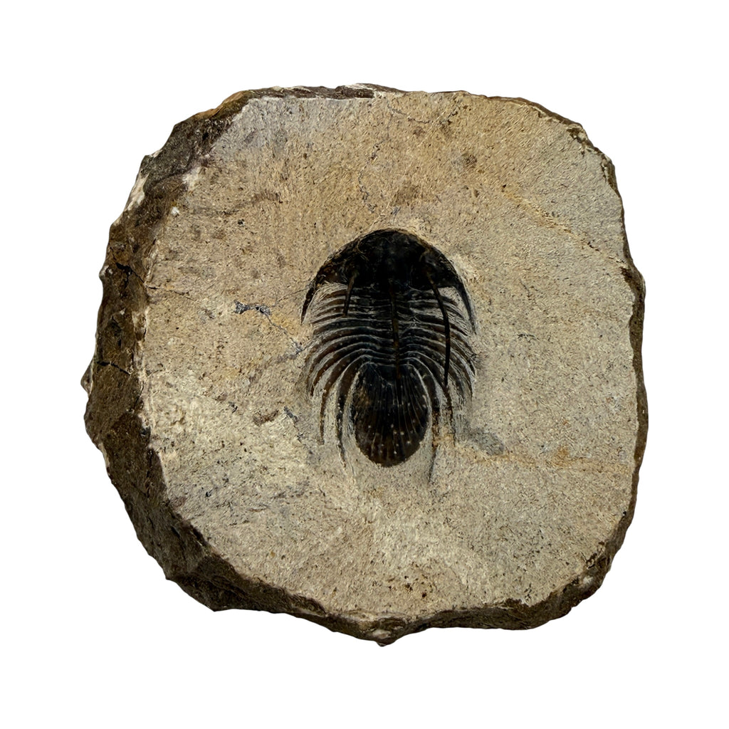Kolihapeltis chlupaci Trilobite