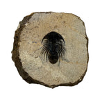Kolihapeltis chlupaci Trilobite