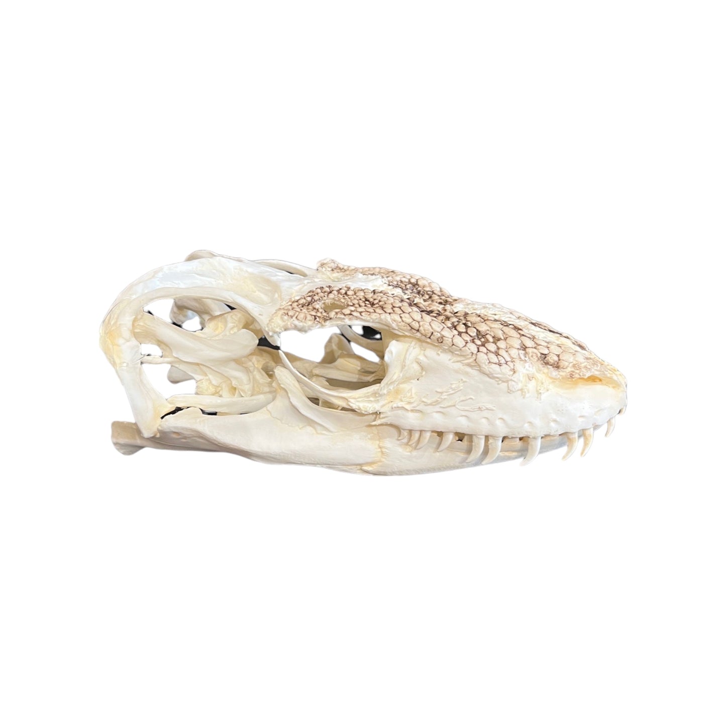 Skull Replica (Komodo Dragon)