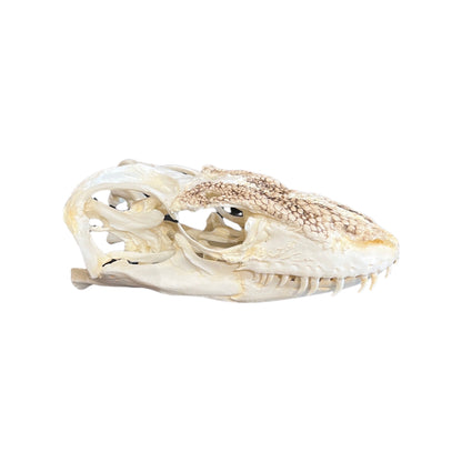 Skull Replica (Komodo Dragon)