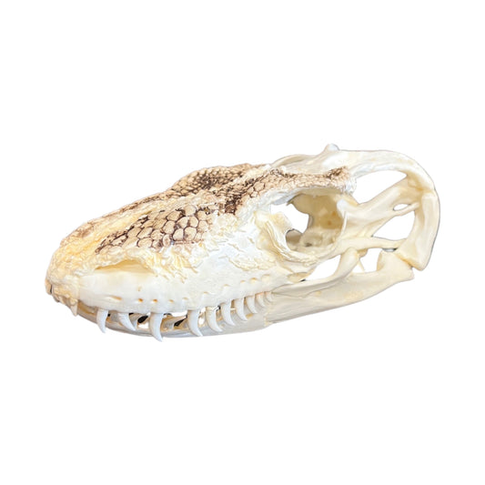 Skull Replica (Komodo Dragon)