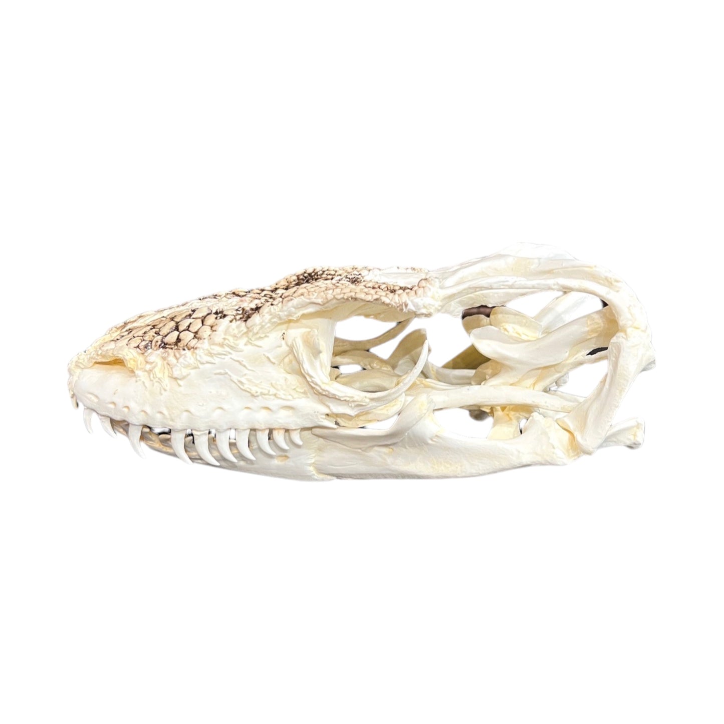 Skull Replica (Komodo Dragon)