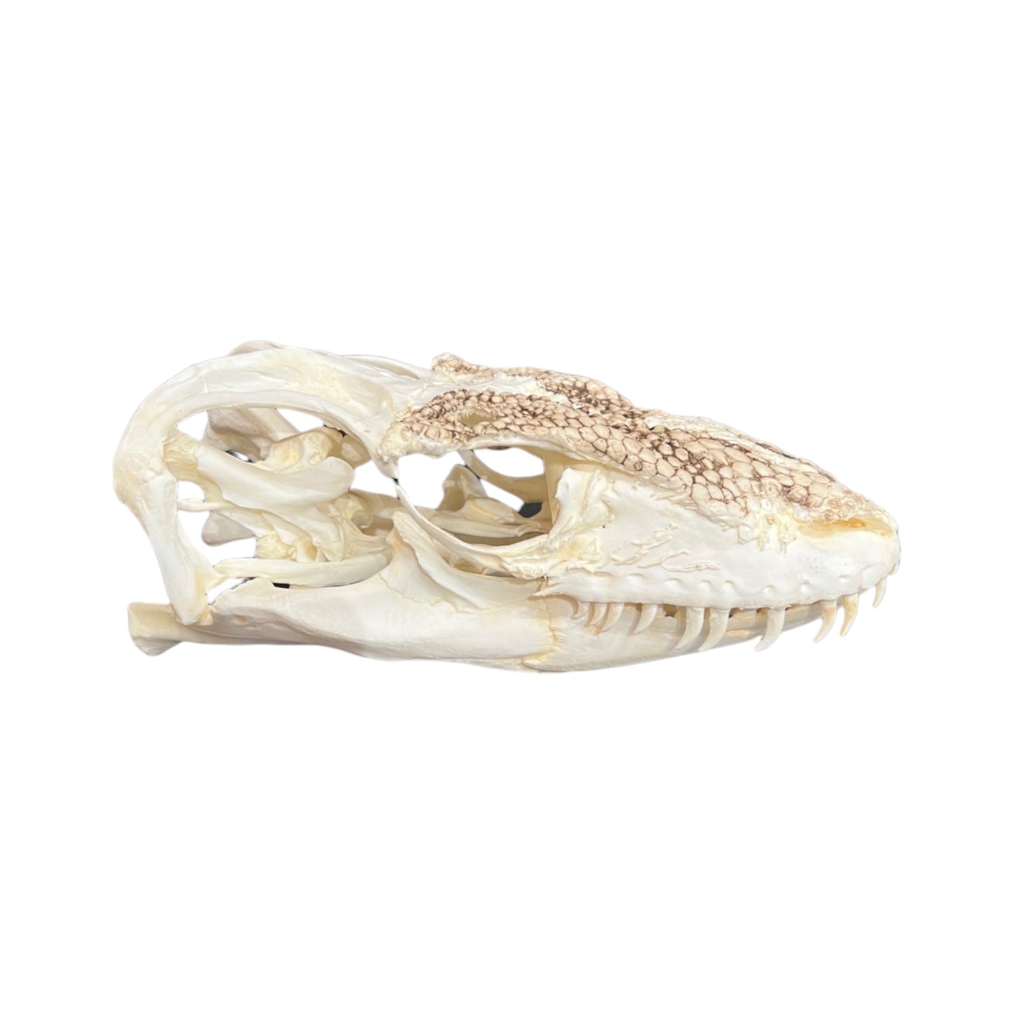 Skull Replica (Komodo Dragon)