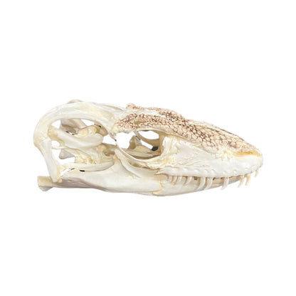 Skull Replica (Komodo Dragon)