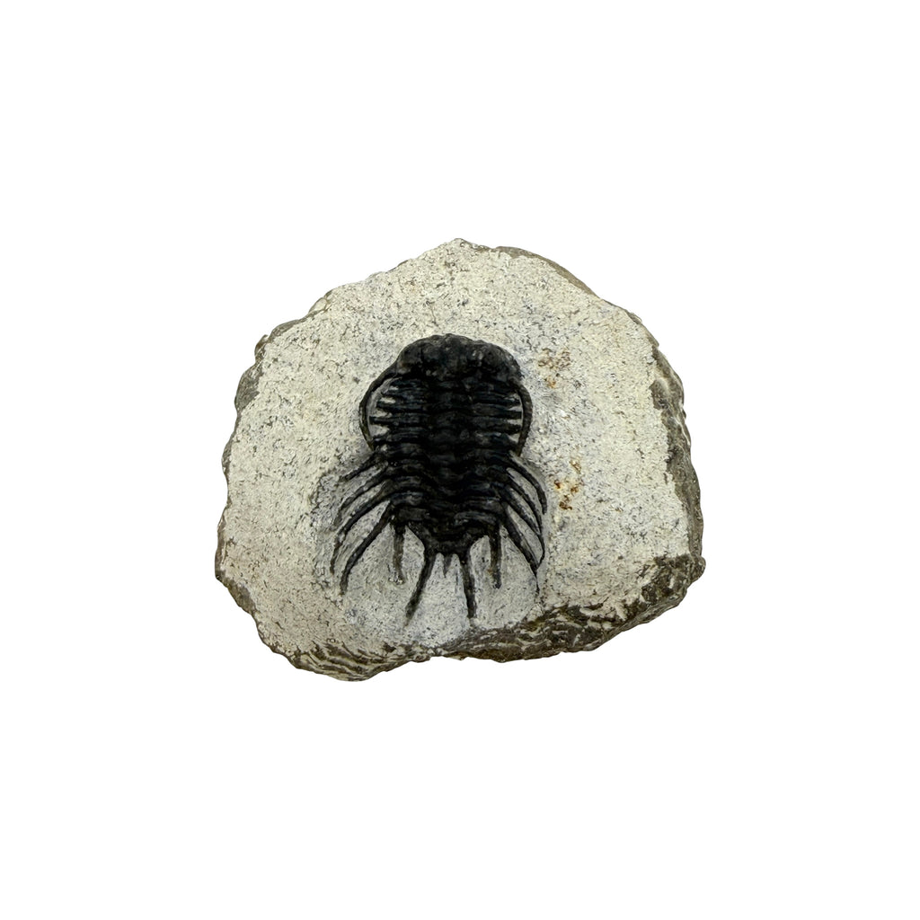 Koneprusia brutoni Trilobite