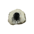 Koneprusia brutoni Trilobite