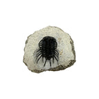 Koneprusia brutoni Trilobite