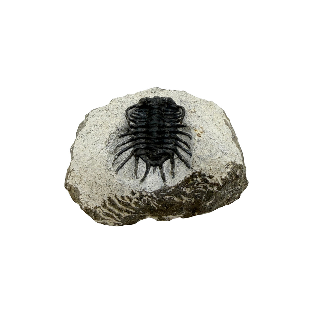 Koneprusia brutoni Trilobite