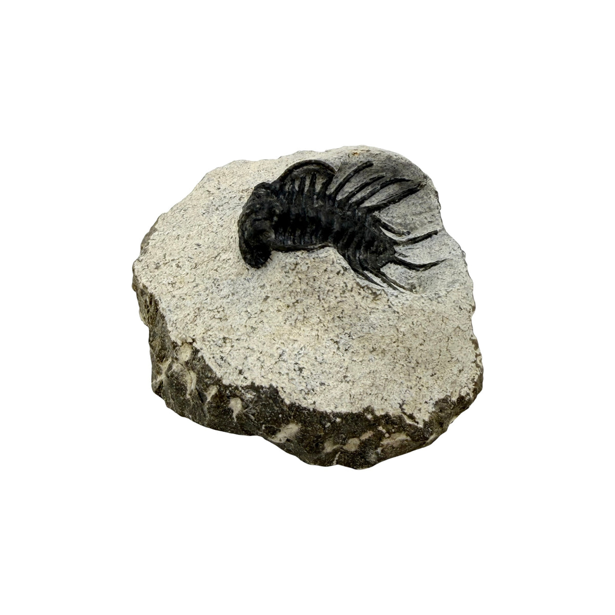Koneprusia brutoni Trilobite