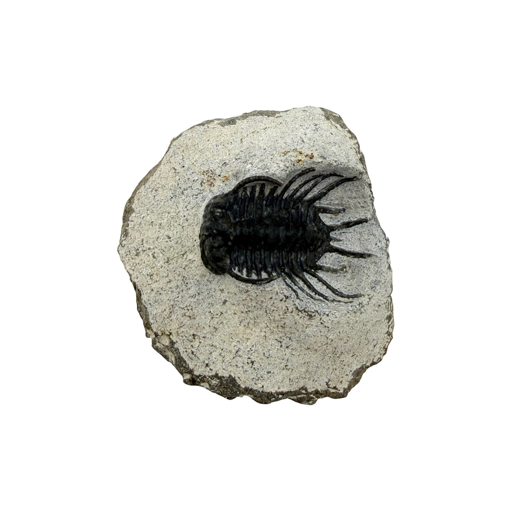 Koneprusia brutoni Trilobite
