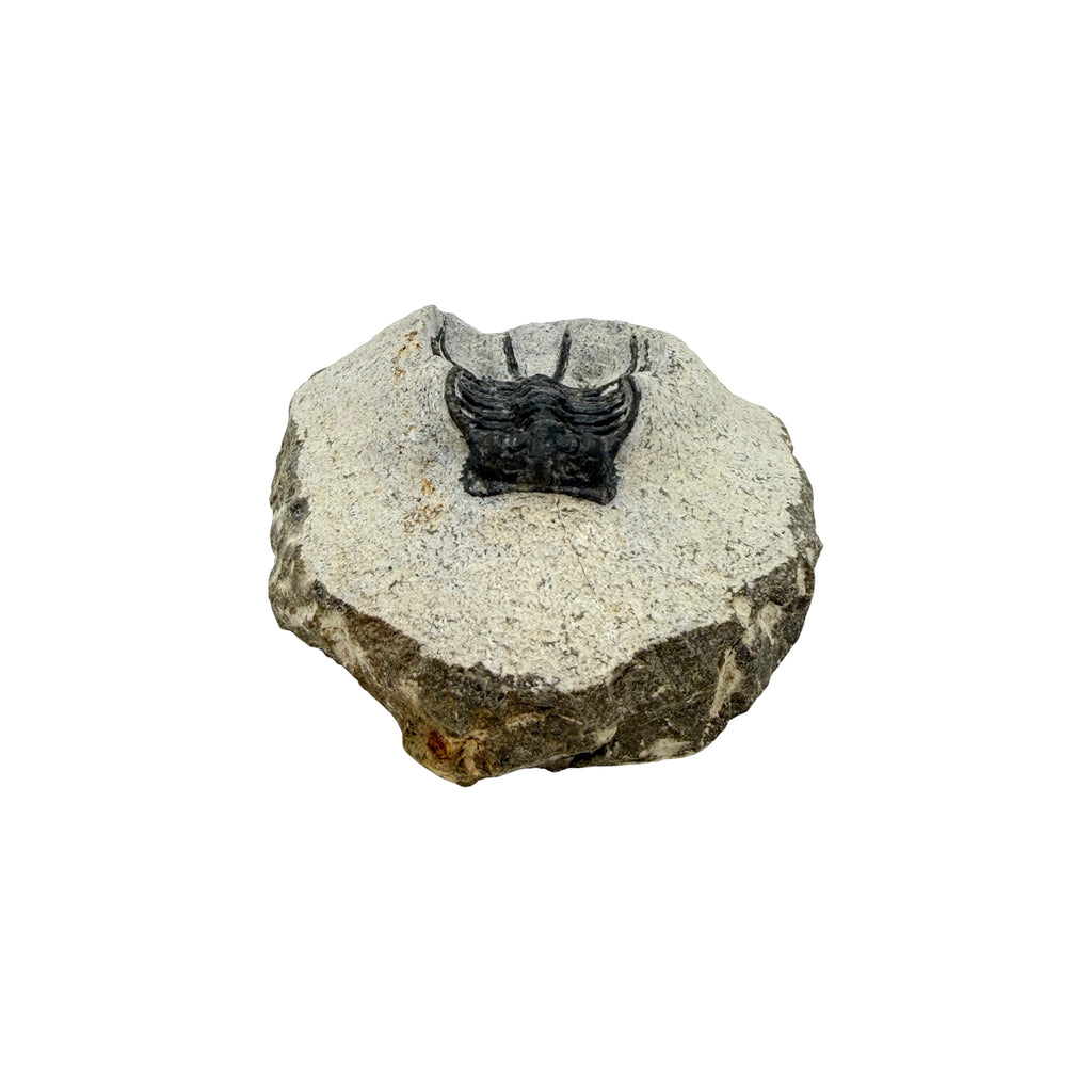 Koneprusia brutoni Trilobite